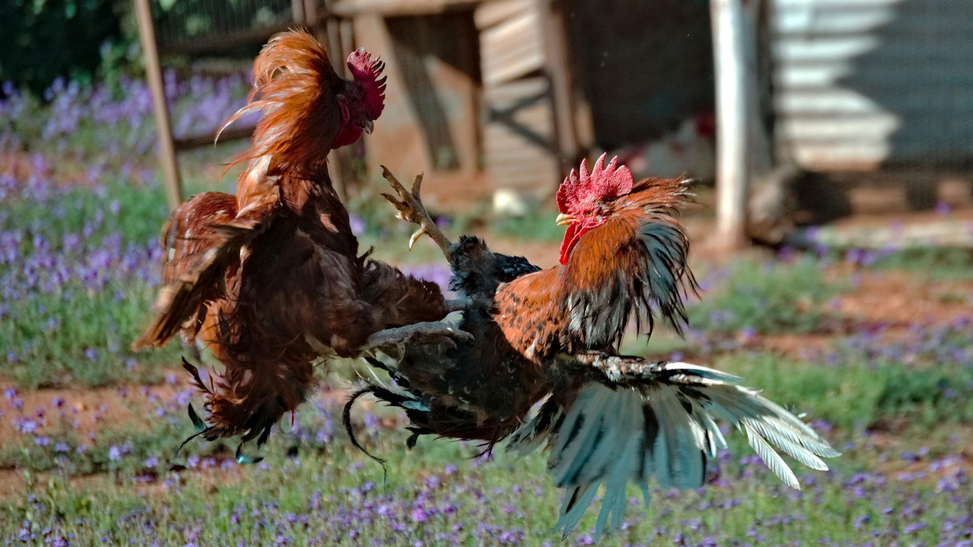 JW8 Cockfighting in Malaysia: A Timeless Cultural Tradition